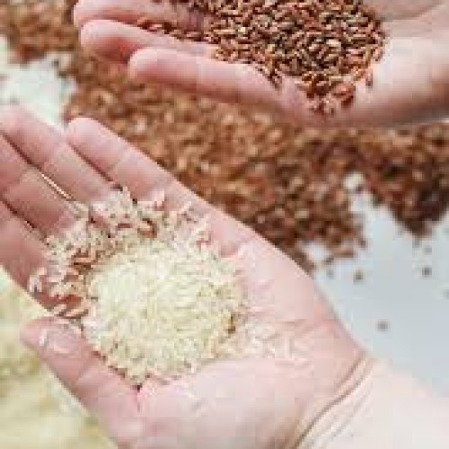 Brown Rice Organic Healthy Diet Choice