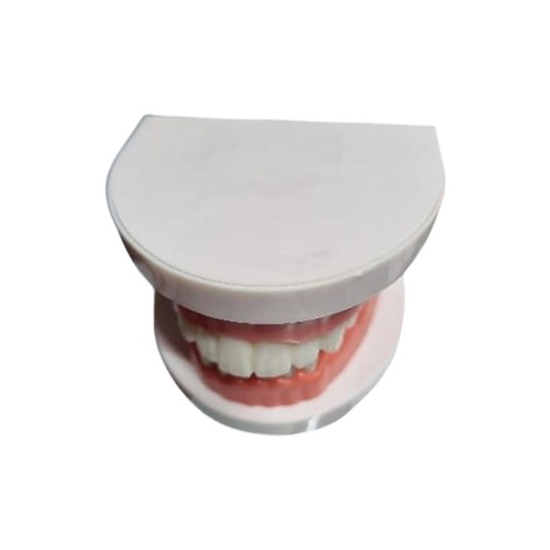 Dental Dentist Flesh Pink Gums Standard Teeth Tooth Teach Model study