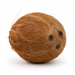Fresh Premium Native Mature Coconut (দেশি ঝুনা নারিকেল) - 1 Pc (Large)